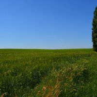 Белая Калитва. Пшеничные поля в западных окрестностях города. :: Пётр Чернега