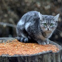 Чёртушка. :: Восковых Анна Васильевна 