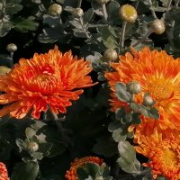 Ведь недавно цвели хризантемы в саду... :: Тамара Бедай 