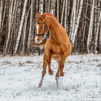 первый снег :: Александр лялин