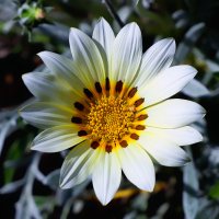 gazania :: Zinovi Seniak