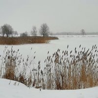 Зима в Купчино :: Наталья Герасимова