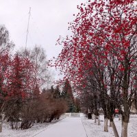 Первый снег.. :: Наталия 