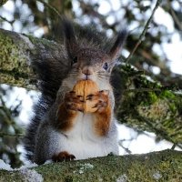 "Фотограф", орех мой! Проходи мимо!" :: Милешкин Владимир Алексеевич 