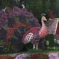 Выставка цветов в Дубае :: minchanka 