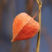 physalis :: Zinovi Seniak