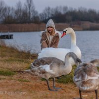 Осенняя прогулка с лебедями :: Анатолий Клепешнёв