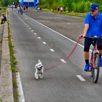 Велосипедист с собачкой :: Mikhail Irtyshskiy