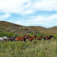 Путь с водопоя :: Владимир Рыбак