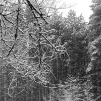 Диагонали росчерков снега и ветра в зимнем лесу :: Николай Белавин