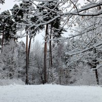 Первый снег :: Людмила Alex