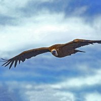 Орел поднимается в небо, Сверкая могучим крылом… :: Shmual & Vika Retro