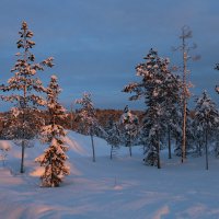 В снегах Заполярья :: Ольга 