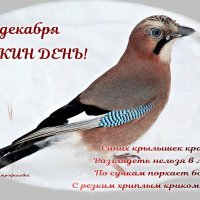 11 декабря-СОЙКИН ДЕНЬ! :: Ольга Митрофанова