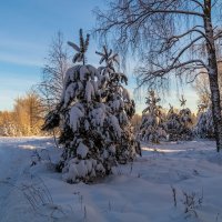 Декабрь, солнце и мороз.... :: Андрей Дворников