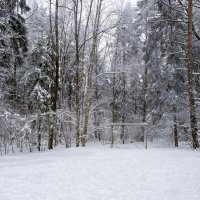 snowy :: Zinovi Seniak