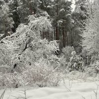 В зимнем лесу... :: Владимир Шошин
