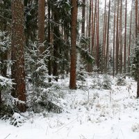 Зимний лес. :: Милешкин Владимир Алексеевич 