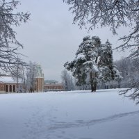 Сосна. :: Александр Сергеевич 