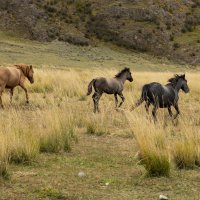 Алтайские кони :: Ольга Прикуль