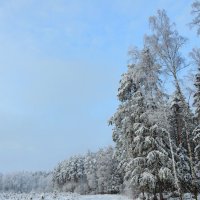 Вдоль зимнего леса :: Андрей Снегерёв
