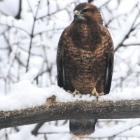 Обыкновенный канюк(Buteo buteo)  :: Иван 