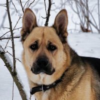 Взгляд умной собаки. (Случайный снимок в городском парке). :: Милешкин Владимир Алексеевич 