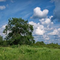 Пейзаж с деревом и облаками :: lady v.ekaterina