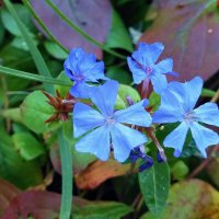 Голубые цветы :: Лидия Бусурина