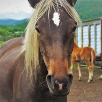 Портрет лошади :: Сергей Чиняев 