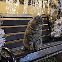 Новогодний кот. :: Валерия Комова