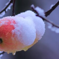 Первый снег :: Vanya Zhukov