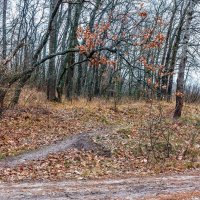 Дорожка и дорога в осеннем лесу :: Юрий Стародубцев