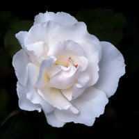 rose :: Zinovi Seniak