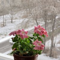 Первый снег :: Татьяна 
