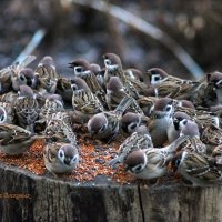 Мои детки. :: Восковых Анна Васильевна 