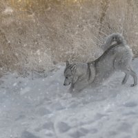 В погоне за мышкою :: Сергей 