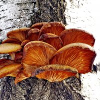 Дерево обитающие грибы.    ..Вёшенка поздняя (Panellus serotinus) .  Подмороженные. :: Ivan Vodonos