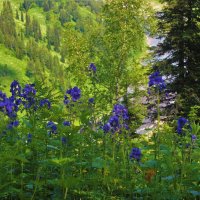 Синие цветы :: Сергей Чиняев 
