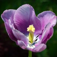 Июньский тюльпан :: lady v.ekaterina
