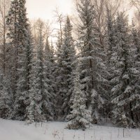 Рассвет в зимнем лесу :: Евгений Тарасов 