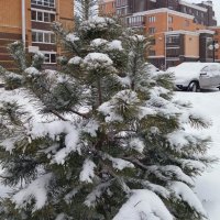 Снег идет :: Galina Solovova