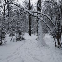 В лесу родились ёлочки :: Андрей Лукьянов