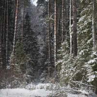 Зимний лес :: Людмила 