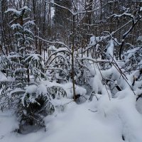 Когда снимать нечего, но надо учится (хотя бы у себя) :: Андрей Лукьянов