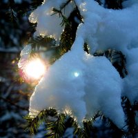 Соло для Солнышка со снегом :: олег свирский 