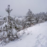 Туманный декабрь :: Наталья Димова