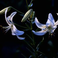 lilies :: Zinovi Seniak