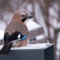 Сойка. :: Владимир Безбородов