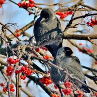 Галюни. :: Восковых Анна Васильевна 